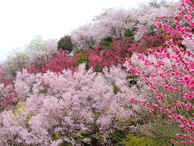 花見山