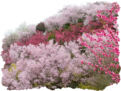 花見山